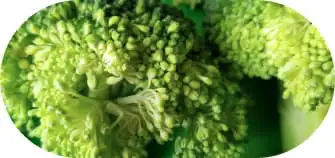 vegetable